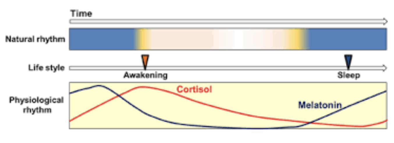 Circadian Rhythm